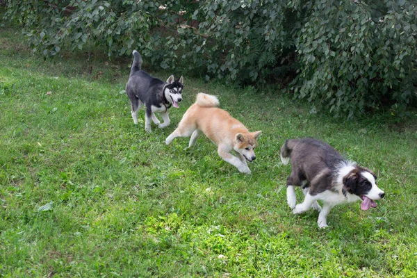 3 마리의 강아지들이 여름 공원의 풀밭에서 달리고 있습니다. 애완 동물. — 스톡 사진