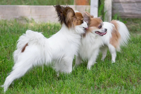Yaz parkında yeşil çimlerin üzerinde duran iki sevimli papillon yavrusu. Evcil hayvanlar..