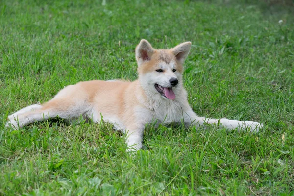 Lindo cachorro akita inu está acostado en una hierba verde en el parque de verano. Cuatro meses de edad. Animales de compañía. —  Fotos de Stock