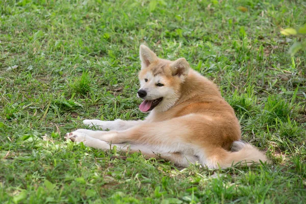 夏天的公园里,秋田的小狗躺在绿草上.日本的akita或伟大的日本狗。4个月大. — 图库照片