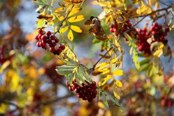 Vogelbeerenzweig mit roten reifen Beeren. Sonniger Herbsttag. — Stockfoto