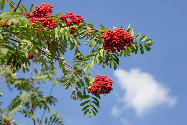 Mavi arka planda kırmızı böğürtlenli bir ağaç dalı. Sonbahar güneşli bir gün.