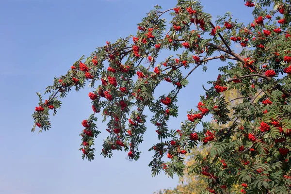 Vogelbeerzweige mit roten reifen Beeren vor blauem Himmel. Sonniger Herbsttag. — Stockfoto