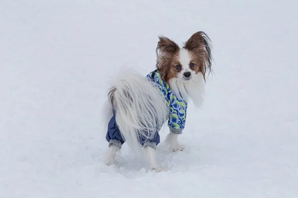 Papillon puppy in pet clothing is standing on a white snow in the winter park. Pet animals.