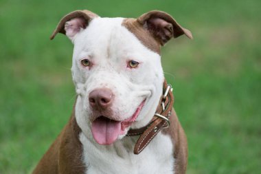 Şirin Amerikan pitbull teriyerinin portresi. Yaklaş. Evcil hayvanlar..