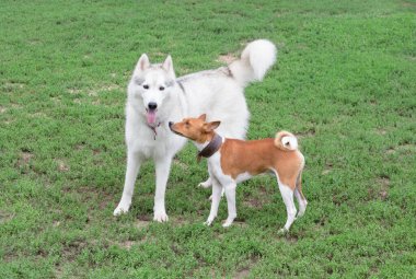 Tatlı Basenji köpeği ve Sibirya kurdu yaz parkında yeşil çimlerin üzerinde duruyorlar. Evcil hayvanlar..