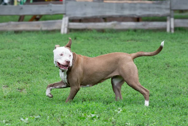 Carino cucciolo americano pit bull terrier sta camminando su un'erba verde nel parco estivo. Animali da compagnia. — Foto Stock