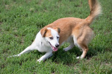 Tatlı çoklu köpek yaz parkında yeşil çimlerde oynuyor..