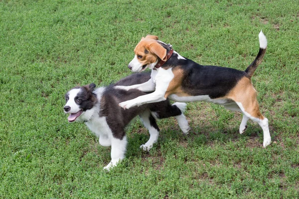 Border collie chiot et beagle chiot anglais jouent sur une herbe verte dans le parc d'été. Animaux de compagnie. — Photo