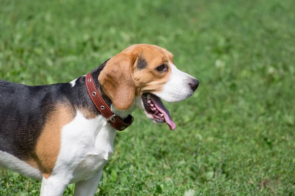 かわいい英語のビーグル子犬は夏の公園の緑の芝生の上に立っています。ペット動物. — ストック写真