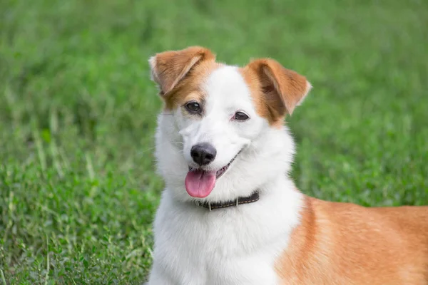 Retrato de filhote de cachorro bonito cão de raça múltipla. Fechar. — Fotografia de Stock