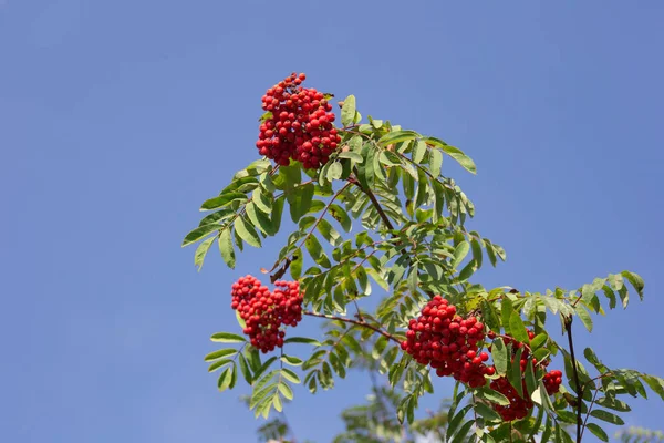 Vogelbeerenzweig mit roten reifen Beeren vor blauem Himmel. Sonniger Herbsttag. — Stockfoto