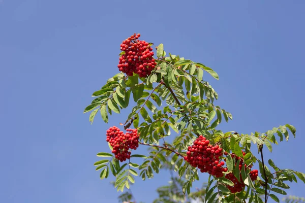 Ramoscello di sorbo con bacche mature rosse su sfondo blu cielo. Autunno giornata di sole. — Foto Stock