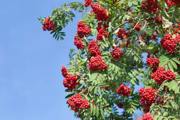 Rowan fa gallyai, piros érett bogyókkal a kék ég hátterén. Őszi napsütéses nap. — Stock Fotó