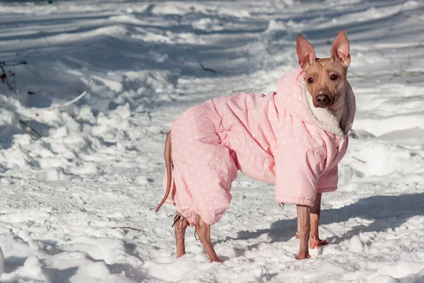 漂亮的美国无毛猎犬站在白雪上 宠物动物 冬日阳光明媚 — 图库照片