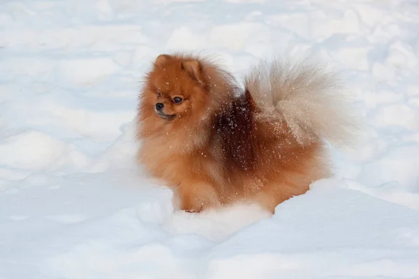 Mooie Pomeranian Puppy Zit Een Witte Sneeuw Dieren Winterochtend — Stockfoto