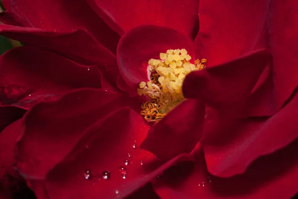 Εσωτερικό Χώρο Όμορφο Τριαντάφυλλο Μεγαλώνει Στον Κήπο Άνοιξη Κλείσε Ζωντανή — Φωτογραφία Αρχείου