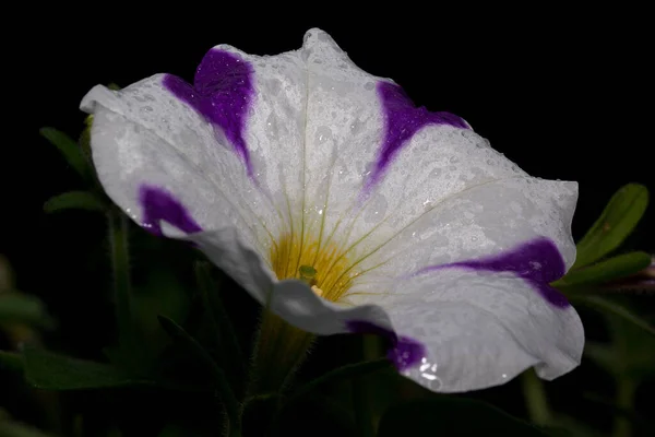 Vackra Petunia Växer Grön Äng Levande Natur Sommarmorgon — Stockfoto