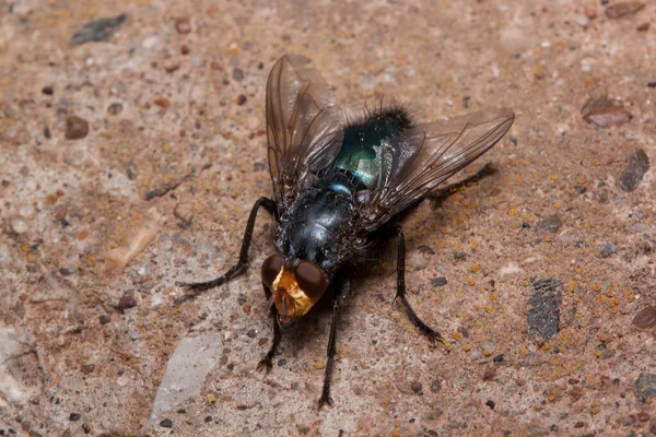 Housefly Está Sentado Uma Areia Marrom Animais Vida Selvagem Dia — Fotografia de Stock