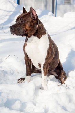 Amerikan personeli teriyer köpeği beyaz bir karın üzerinde oturuyor. On aylık. Evcil hayvanlar..