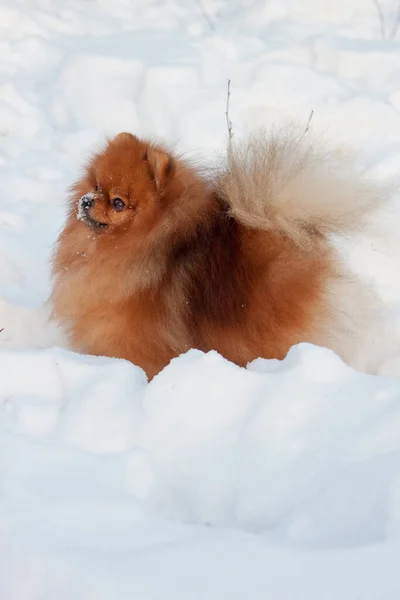 Bonito Filhote Cachorro Pomerano Está Sentado Uma Neve Branca Animais — Fotografia de Stock