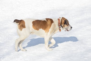 Orta Asya çoban köpeği kış parkında beyaz bir kar üzerinde yürüyor. Evcil hayvanlar. Safkan köpek..