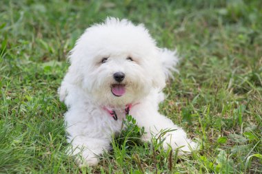 Şirin bizon friz yavrusu yaz parkında yeşil çimlerin üzerinde yatıyor. Evcil hayvanlar. Safkan köpek..