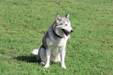 Şirin Sibirya kurt köpeği yaz parkında yeşil çimlerin üzerinde oturuyor. Evcil hayvanlar. Safkan köpek..