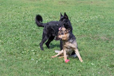 Tatlı Alman çoban köpeği yavrusu ve Doğu Avrupa çoban köpeği yavrusu yaz parkında. Evcil hayvanlar. Safkan köpek..