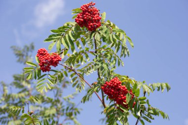 Mavi arka planda kırmızı böğürtlenli bir ağaç dalı. Sonbahar güneşli bir gün. Yılın mevsimleri.