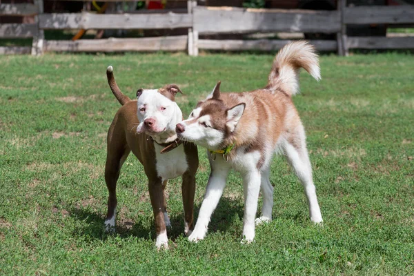 かわいいピット牛のテリア子犬とシベリアのハスキー子犬は 夏の公園の緑の芝生で遊んでいます ペット動物 純血犬 — ストック写真
