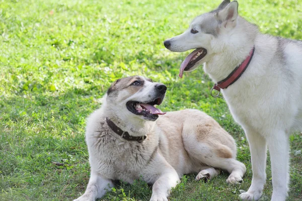 夏の公園でかわいいシベリアのハスキーとアジアの羊飼いの犬の子犬 ペット動物 純血犬 — ストック写真