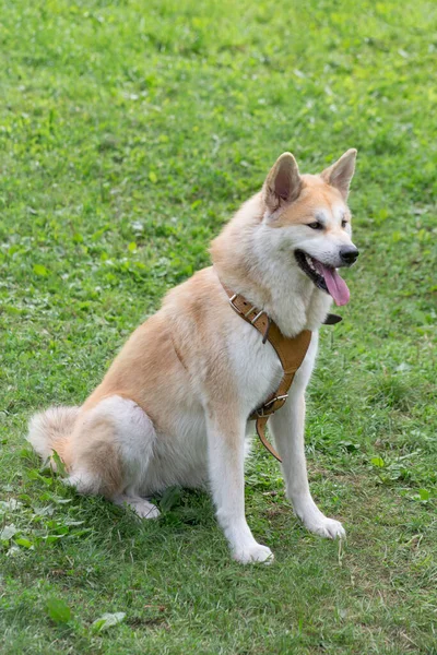 귀여운아 키타이누 강아지가 공원의 있습니다 순종하는 — 스톡 사진