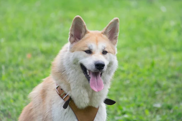 夏の公園でかわいい秋田犬の子犬の肖像画 ペット動物 純血犬 — ストック写真