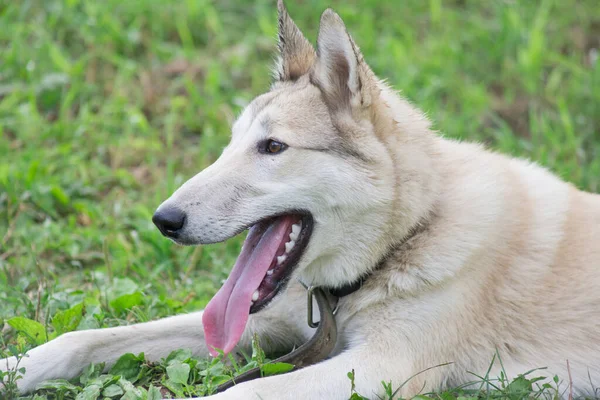 Mignon Chiot Laika Ouest Sibérien Est Couché Sur Une Herbe — Photo