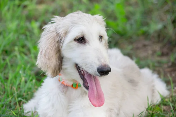 Retrato Filhote Cachorro Bonito Cão Afegão Parque Verão Fecha Três — Fotografia de Stock