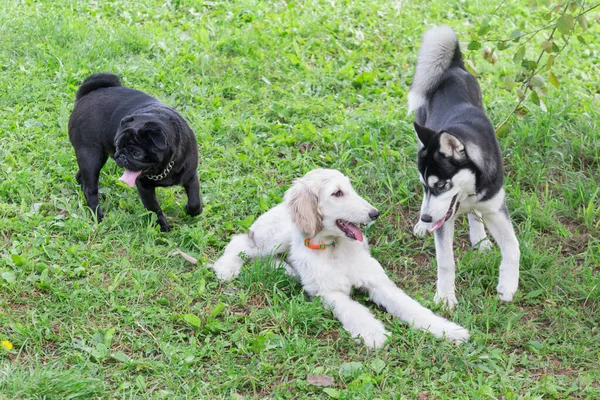 Şirin Afgan tazı yavrusu, Çinli köpek yavrusu ve Sibiryalı köpek yavrusu yaz parkında oynuyorlar. Evcil hayvanlar. Safkan köpek..