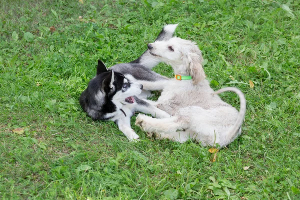 Der Süße Afghanische Hundewelpe Und Der Sibirische Husky Welpe Spielen — Stockfoto