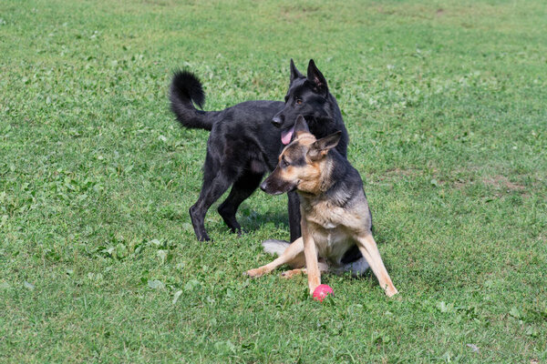 Cute german shepherd dog puppy and east european shepherd puppy in the summer park. Pet animals. Purebred dog.