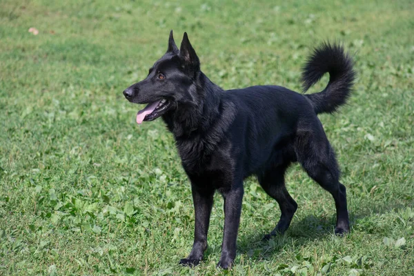 かわいい黒い東ヨーロッパの羊飼いの子犬は 夏の公園の緑の芝生の上に立っています ペット動物 純血犬 — ストック写真