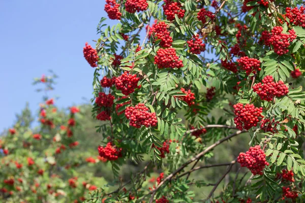 Ramitas Rowan Tree Con Bayas Rojas Maduras Sobre Fondo Cielo — Foto de Stock