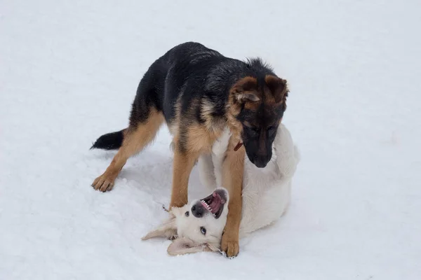 Tatlı Labrador Köpeği Yavrusu Alman Çoban Köpeği Köpek Yavrusu Kış — Stok fotoğraf