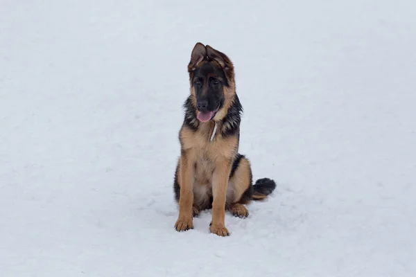 Carino cane pastore tedesco cucciolo è seduto su una neve bianca nel parco invernale. Ha tre mesi. Animali da compagnia. — Foto Stock