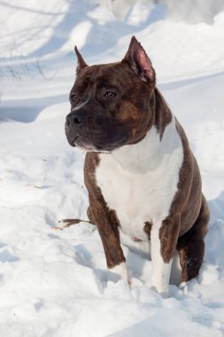 Amerikan personeli teriyer köpeği beyaz bir karın üzerinde oturuyor. On aylık. Evcil hayvanlar..