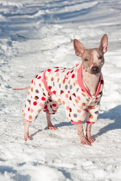 穿着漂亮宠物衣服的可爱的美国无毛小狗站在白雪上 宠物动物 冬日阳光明媚 — 图库照片