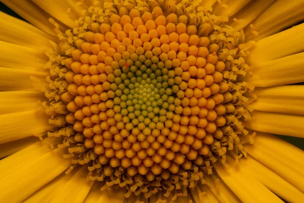 Красива Жовта Ромашка Росте Весняному Медальйоні Крупним Планом Жива Природа — стокове фото