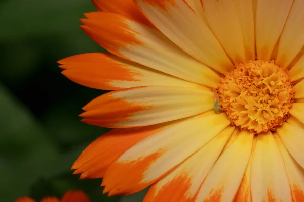 Schöne Orangefarbene Ringelblume Wächst Aus Nächster Nähe Auf Einer Wiese — Stockfoto