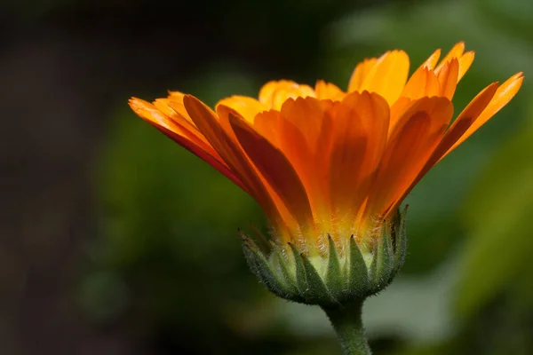 Louce Roste Překrásný Oranžový Kalendula Živá Příroda Letní Ráno — Stock fotografie