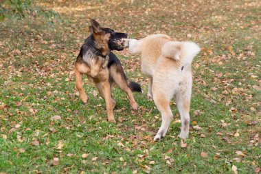 Tatlı Alman çoban köpeği köpek yavrusu ve Amerikan akita yavrusu sonbahar parkında oynuyorlar. Evcil hayvanlar. Safkan köpek..