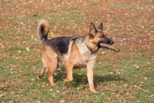 Cute German Shepherd Dog Running Stick His Teeth Autumn Park — Stock Photo, Image
